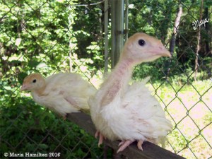 babypoults