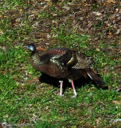 colorturkey2