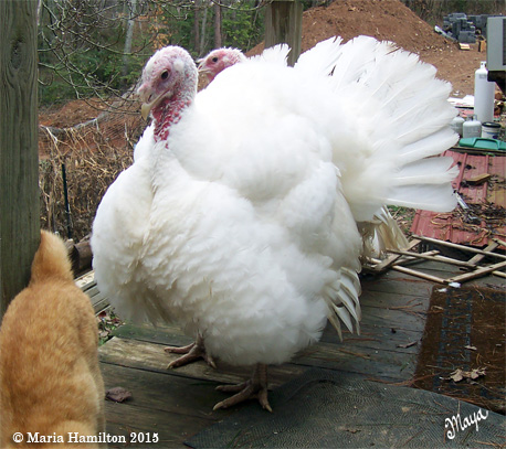 myturkeys