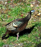 turkeycolor