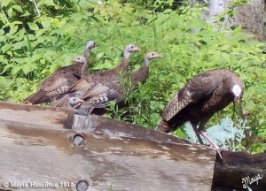 wildturkeys1